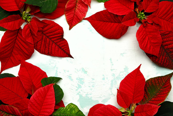 Belle composition avec des fleurs de Noël poinsettia sur fond clair
 - Photo, image