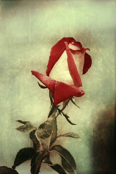 garden rose for greeting cards - 写真・画像