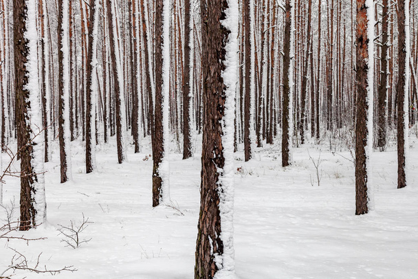 Деревья, покрытые снегом
 - Фото, изображение