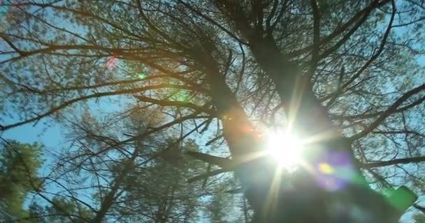 Caminhando pela floresta de pinheiros siberianos olhando para as coroas das árvores e céu azul
 - Filmagem, Vídeo