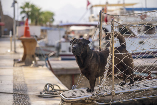 Летний день, яхтенный пирс, средняя темно-коричневая собака стоит у кормы яхты, смотрит на тебя. Вертикальная рамка
. - Фото, изображение