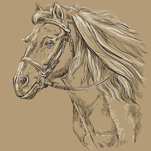 馬の肖像画茶色21 - ベクター画像