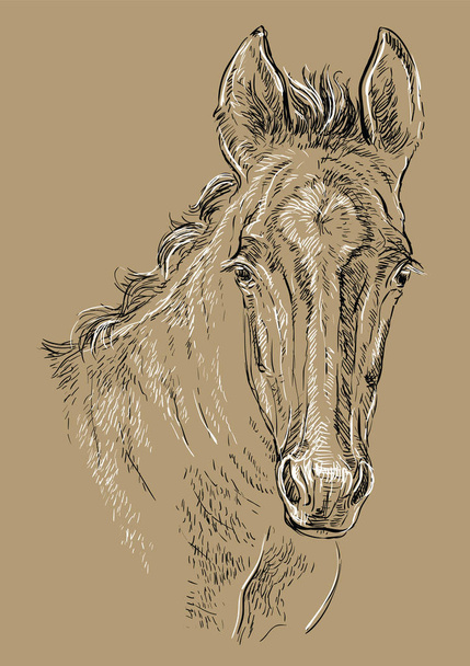 Portret konia brązowy 29 - Wektor, obraz