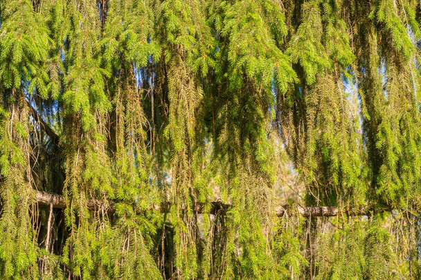 Ramos de árvores de Natal crescendo no parque. um grande gree público
 - Foto, Imagem