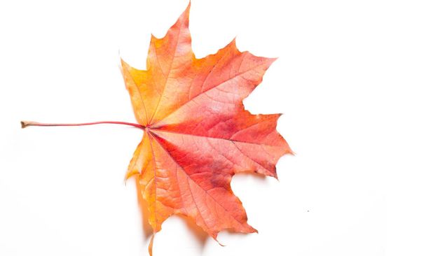 Pintura do outono, folhas de bordo do outono, folha solitária no bac branco
 - Foto, Imagem