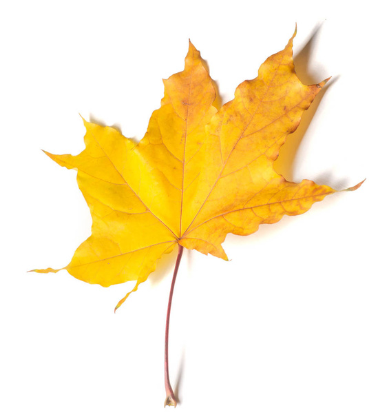 Herfst schilderen, Herfst esdoorn bladeren, Solitair blad op witte bac - Foto, afbeelding
