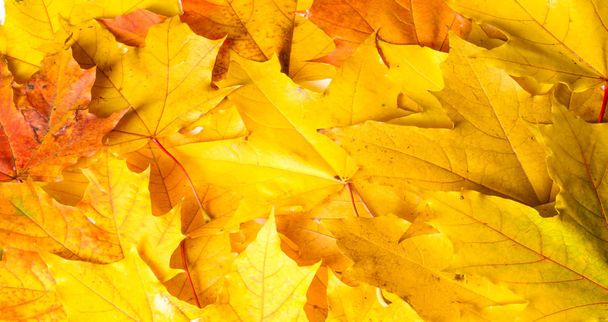 Herbstmalerei, Ahornblätter, verschiedene Farben. gelb,  - Foto, Bild