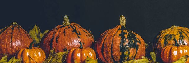 Pumpkins on a dark background. Concept autumn, halloween, harvest. Banner - 写真・画像