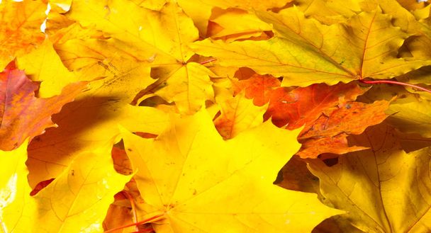 Pintura de otoño, hojas de arce de otoño, diferentes colores. Amarillo
,  - Foto, Imagen
