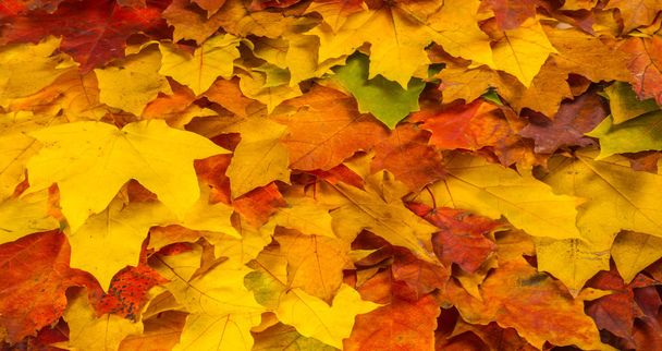 秋の絵画、秋のカエデの葉、異なる色。黄色,  - 写真・画像