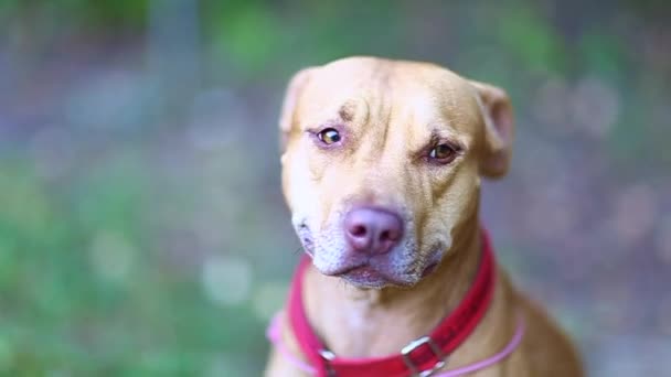 ritratto di un cane razza pit bull americano Terrier rosso, seduto guardando la macchina fotografica, estate Sunny giorno caldo - Filmati, video