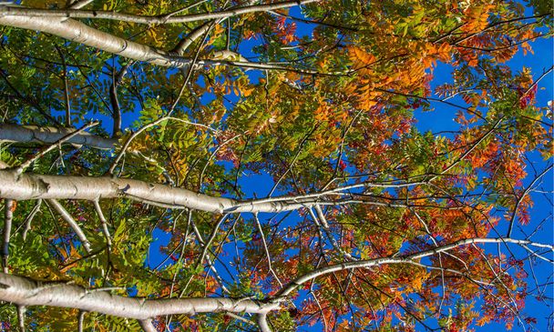 Fotos paisagem Outono, cinza de montanha em plena beleza, illum
 - Foto, Imagem