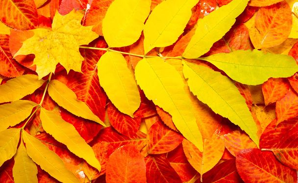 texture, background, pattern, autumn leaves, bright saturated co - Photo, Image