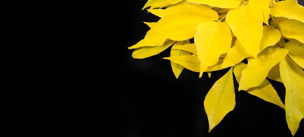 Autumn photography, maple leaves on a black background, place fo - Photo, Image