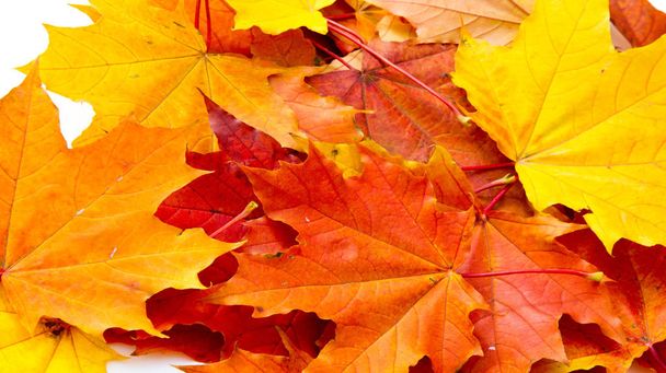Textuur achtergrond, patroon. Herfst kleurrijke esdoorn bladeren. esdoorn - Foto, afbeelding