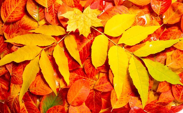 textura, pozadí, vzorek, podzimní listí, jasně nasycený co - Fotografie, Obrázek