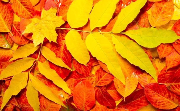 Textur, Hintergrund, Muster, Herbstblätter, hell gesättigte co - Foto, Bild