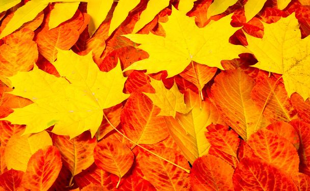текстура, фон, узор, осенние листья, ярко насыщенная коса
 - Фото, изображение