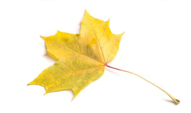 Peinture d'automne, Feuilles d'érable d'automne, Feuille solitaire sur bac blanc
 - Photo, image
