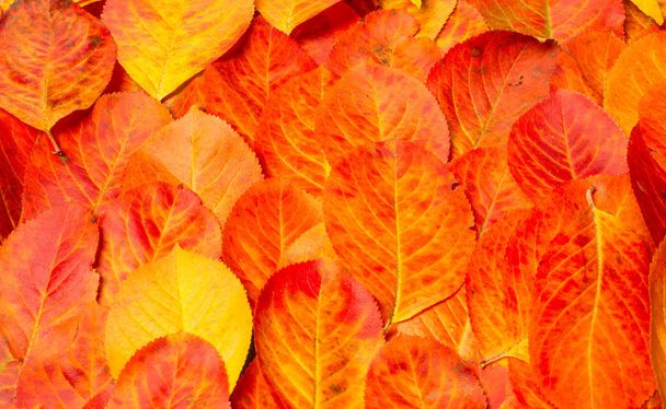 υφή, φόντο, μοτίβο, φθινοπωρινά φύλλα, φωτεινό κορεσμένο Co - Φωτογραφία, εικόνα