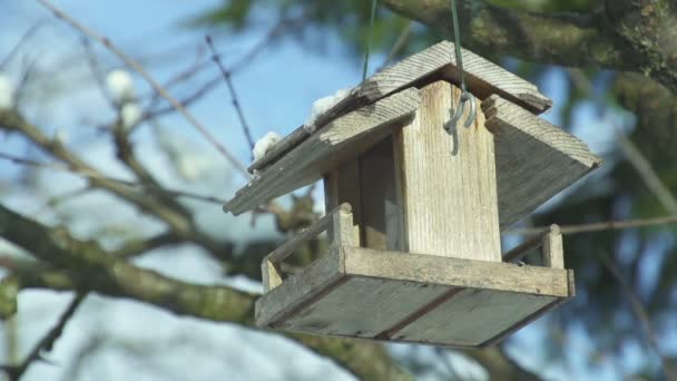 prázdné ptačí dům - Záběry, video