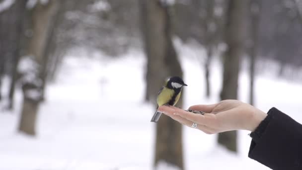 Des oiseaux de mésange mangeant des graines d'une main
 - Séquence, vidéo