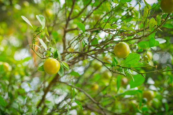 Organic Limes or Lemon trees in field so fresh droplets of water - Photo, Image