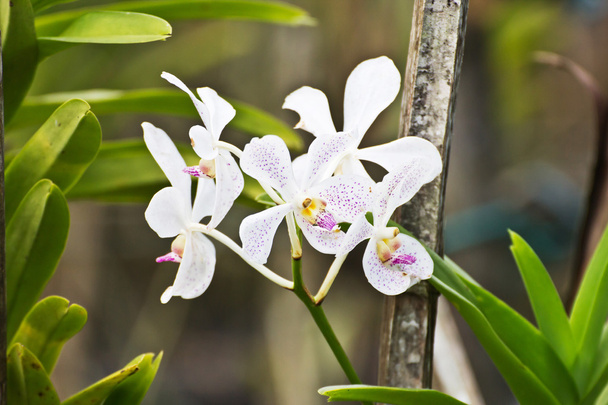 Orkide - Fotoğraf, Görsel
