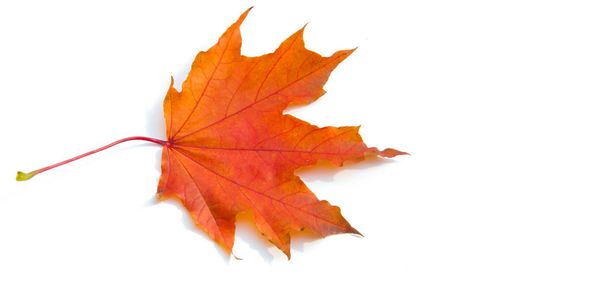 Textura de fondo, patrón. Hojas de arce colorido otoño. Arce
 - Foto, imagen
