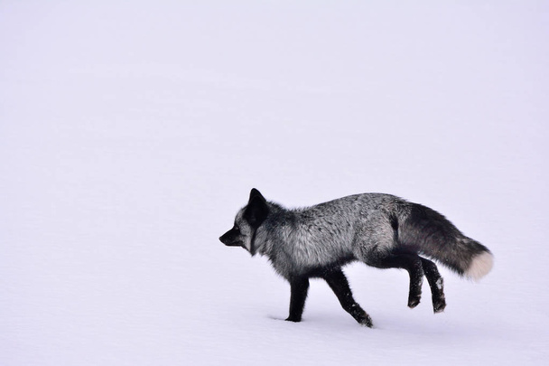 Чорна лисиця біжить на снігу
 - Фото, зображення