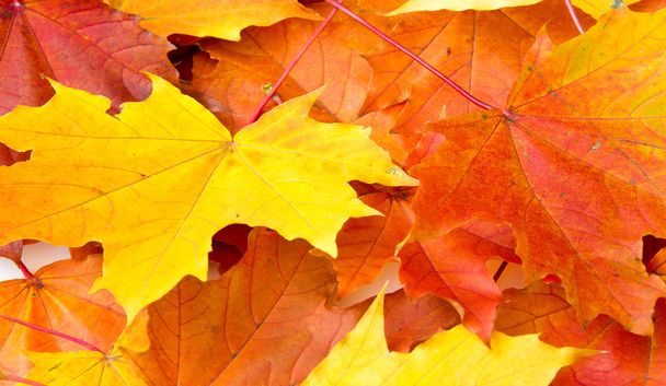 Texture background, pattern. Autumn colorful maple leaves. Maple - Photo, Image