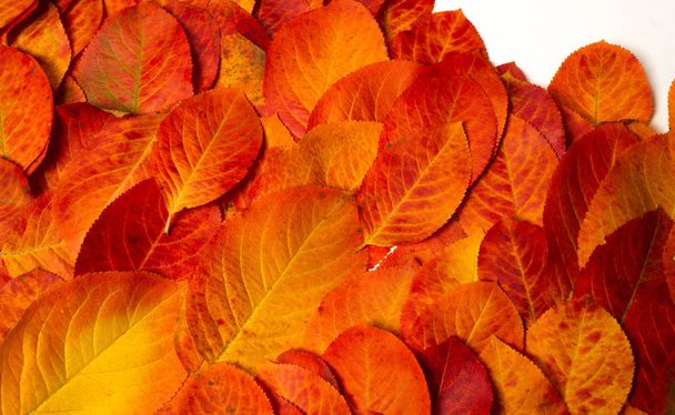 テクスチャ、背景、パターン、秋の葉、明るい飽和co - 写真・画像