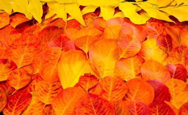 texture, background, pattern, autumn leaves, bright saturated co - Photo, Image