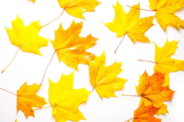 Осінній живопис, осіннє кленове листя, різні кольори. Жовтий
,  - Фото, зображення