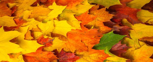 Podzimní malování, podzimní javorový listy, jiné barvy. Žluté,  - Fotografie, Obrázek