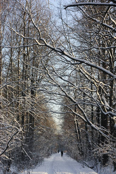 Beautiful winter landscape of snow and trees - Фото, изображение