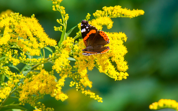  flower of Solidago commonly called goldenrods comes from North  - Photo, Image