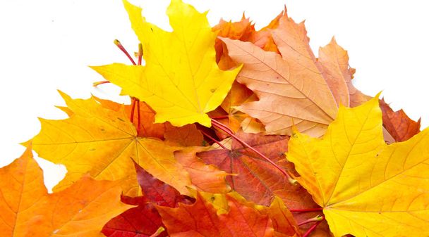 Textuur achtergrond, patroon. Herfst kleurrijke esdoorn bladeren. esdoorn - Foto, afbeelding