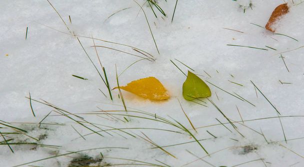 The first snow, late autumn, autumn leaves on the snow. snowfall - Photo, Image