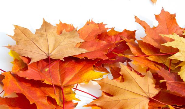 テクスチャの背景、パターン。秋のカラフルなカエデの葉。メープル - 写真・画像