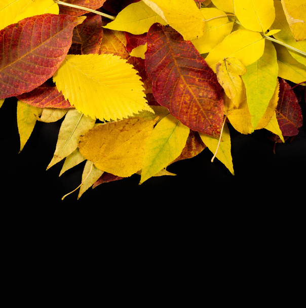 Herfst fotografie, esdoorn bladeren op een zwarte achtergrond, plaats voor - Foto, afbeelding