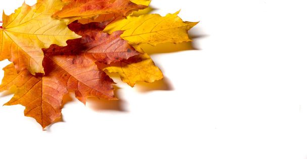 Pintura de outono, folhas de bordo de outono, cores diferentes. Amarelo
,  - Foto, Imagem