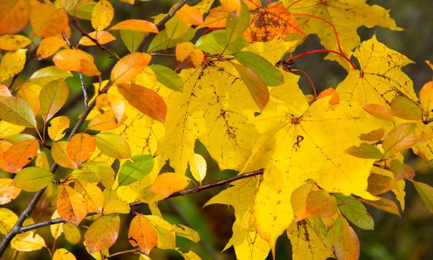 Jesienny krajobraz fotografii, klon lub krzew z klapowane  - Zdjęcie, obraz