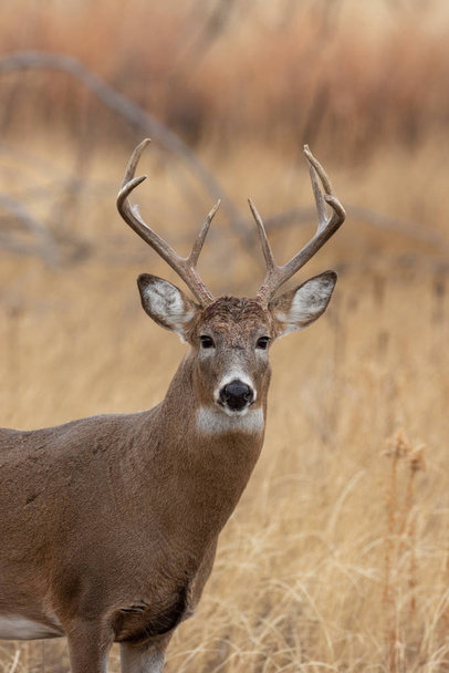 a whitetail deer buck in autumn in Colorado - Photo, Image