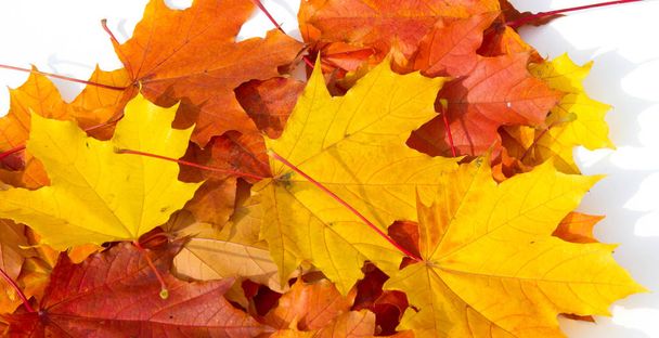 Textur Hintergrund, Muster. Herbst bunte Ahornblätter. Ahorn - Foto, Bild