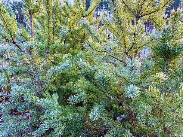 Πράσινα κλαδιά πεύκου στο φόντο του δάσους. Μικρά χριστουγεννιάτικα δέντρα σε ένα πευκοδάσος. Έννοια: πράσινοι χώροι, προστασία της φύσης. - Φωτογραφία, εικόνα