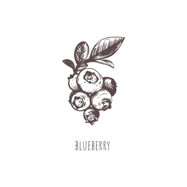  Blueberry berry sketch hand drawing.  - Vektör, Görsel