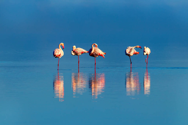 Divocí afričtí ptáci. Skupina ptáků růžové africké plameňáci procházky kolem modré laguny za slunečného dne - Fotografie, Obrázek