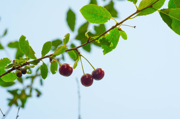 Kirschbeere auf den Ästen eines Baumes. ein kleiner, runder Stein fru - Foto, Bild