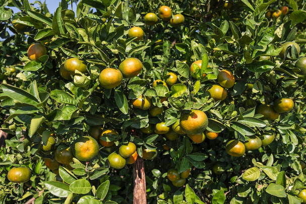 Jardin d'orangers ou d'agrumes, orangers, oranges sur la branche de l'arbre
 - Photo, image